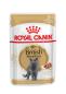 Preview: ROYAL CANIN British Shorthair Adult Katzenfutter nass für Britisch Kurzhaar