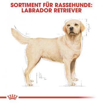 ROYAL CANIN Labrador Retriever Adult Hundefutter trocken