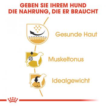 ROYAL CANIN Pug Adult Hundefutter trocken für Mops