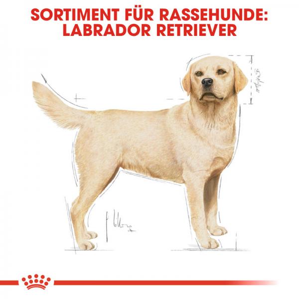 ROYAL CANIN Labrador Retriever Adult Hundefutter trocken